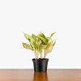 Chinese Evergreen Lochai — 6" Pot (Blemishes expected)