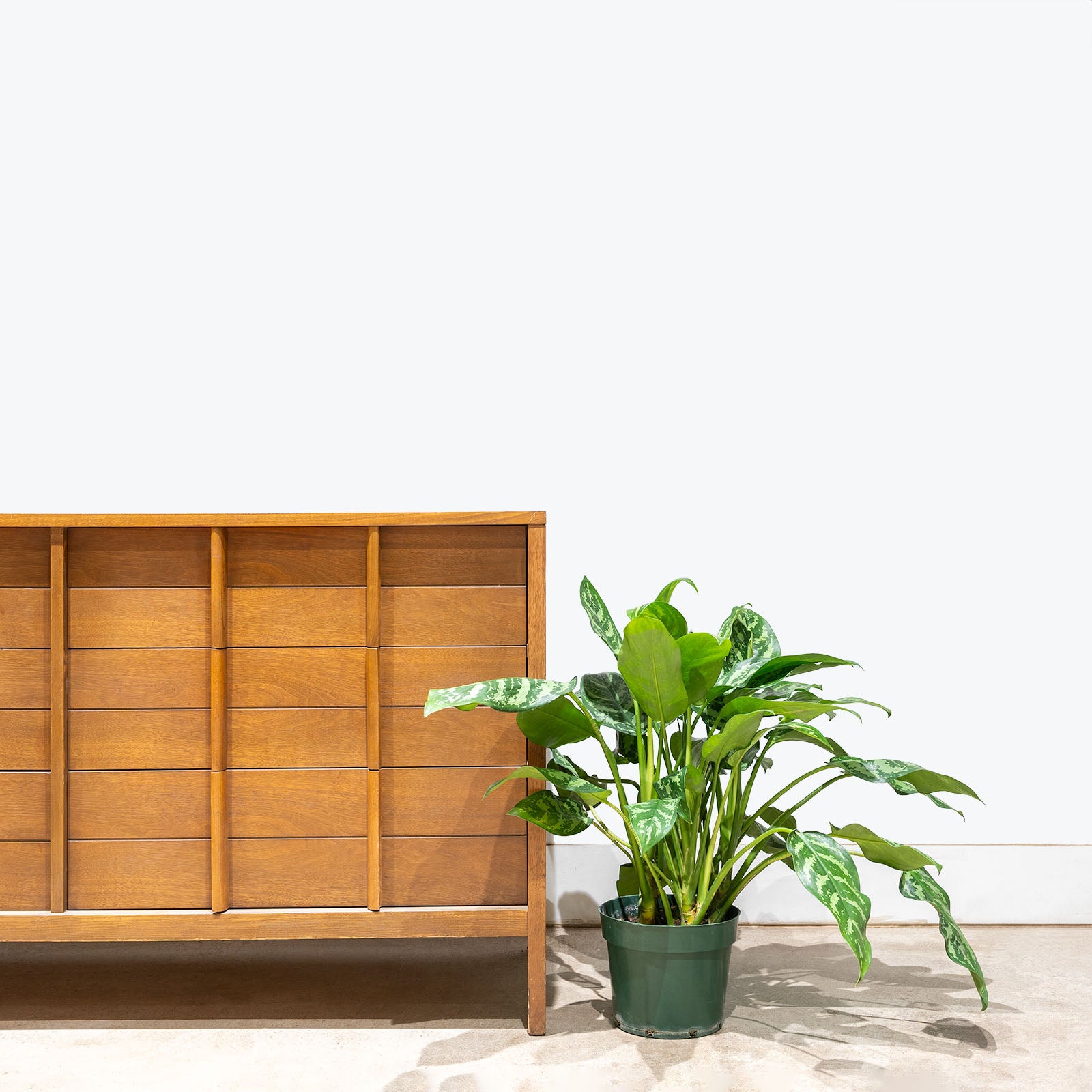 Aglaonema Chinese Evergreen Maria | Care Guide and Pro Tips - Delivery from Toronto across Canada - JOMO Studio