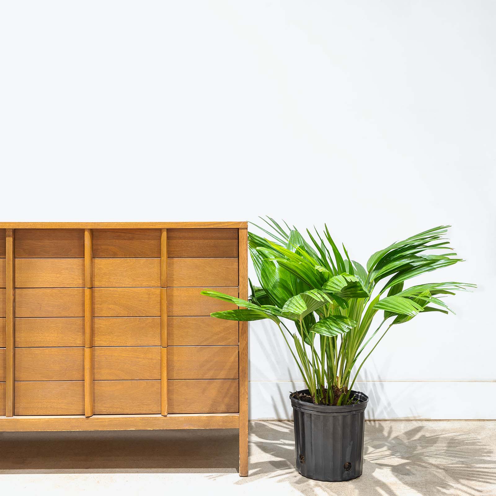 Chinese Fan Palm - Livistona chinensis - House Plants Delivery Toronto - JOMO Studio