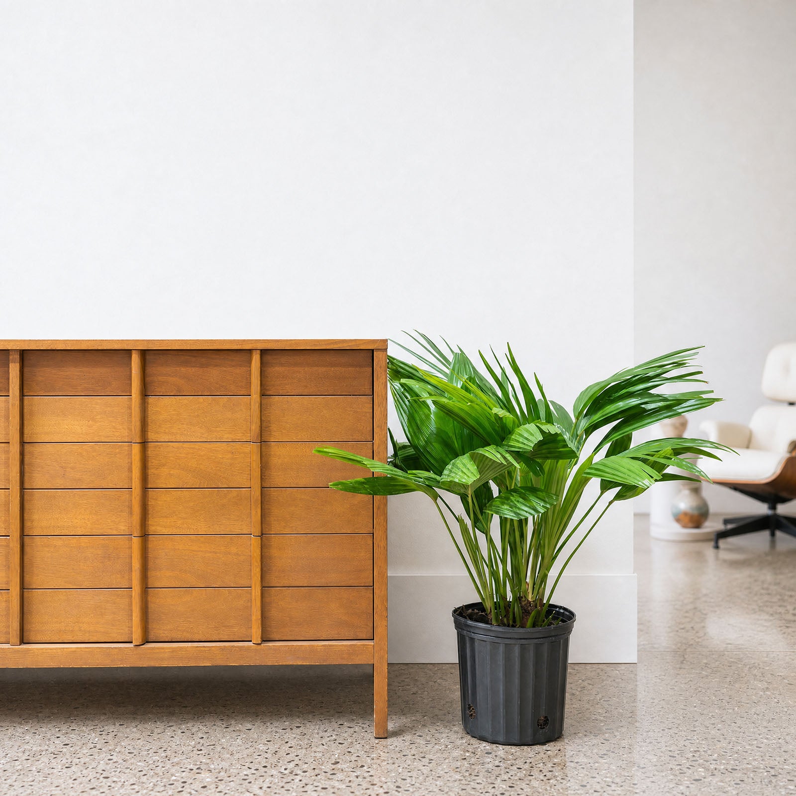 Chinese Fan Palm - Livistona chinensis - House Plants Delivery Toronto - JOMO Studio