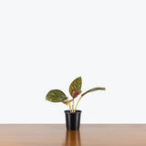 Chinese Evergreen Chocolate — 4" Pot (Blemishes expected)