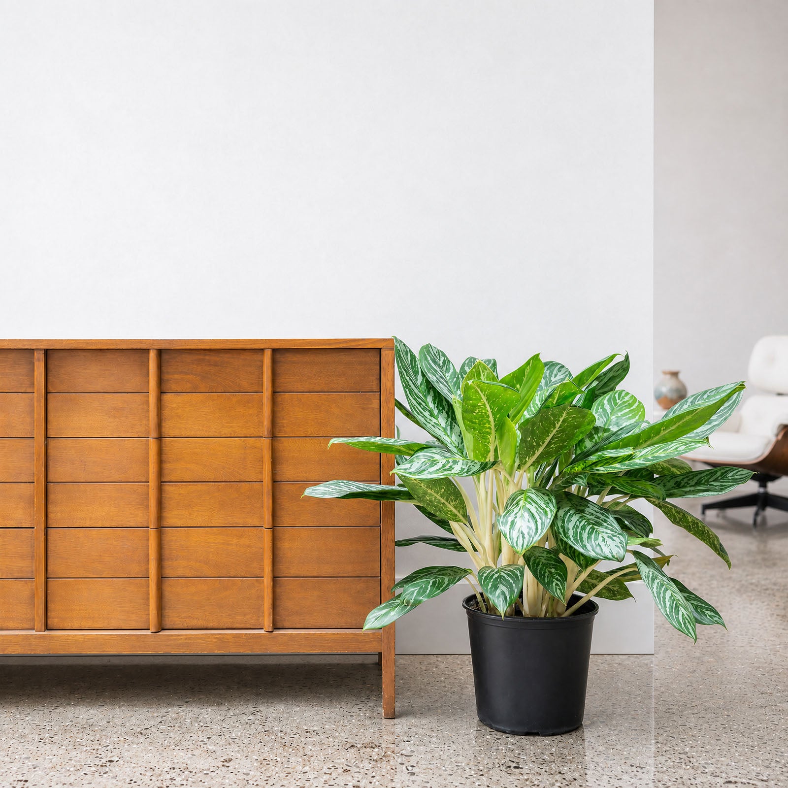 Chinese Evergreen Golden Madonna | Aglaonema | Care Guide and Pro Tips - Delivery from Toronto across Canada - JOMO Studio