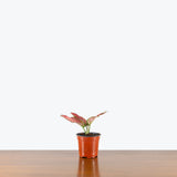 Chinese Evergreen Red Beauty — 4" Pot
