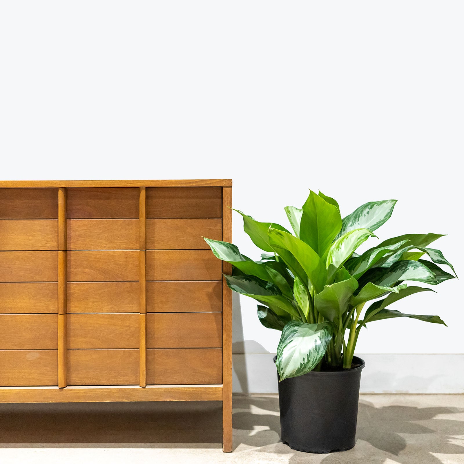 Chinese Evergreen Silver Bay | Aglaonema | Care Guide and Pro Tips - Delivery from Toronto across Canada - JOMO Studio