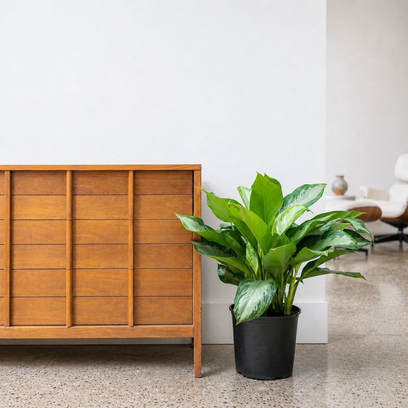 Chinese Evergreen Silver Bay | Aglaonema | Care Guide and Pro Tips - Delivery from Toronto across Canada - JOMO Studio