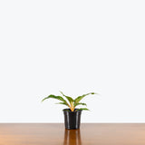 Chlorophytum Mandarin — 4" Pot
