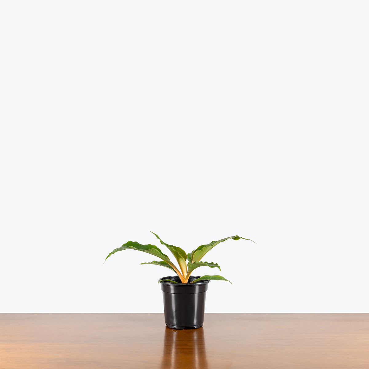 Chlorophytum Mandarin | Care Guide and Pro Tips - Delivery from Toronto across Canada - JOMO Studio