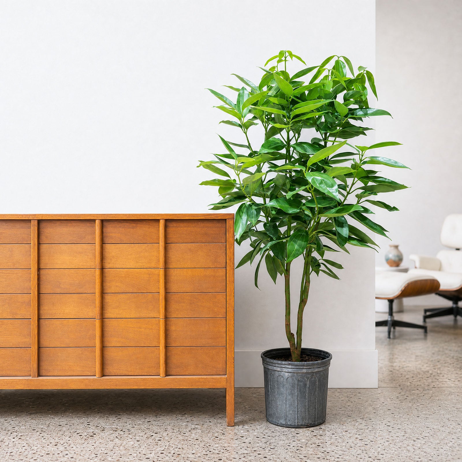 Cinnamon Plant | Care Guide and Pro Tips - Delivery from Toronto across Canada - JOMO Studio