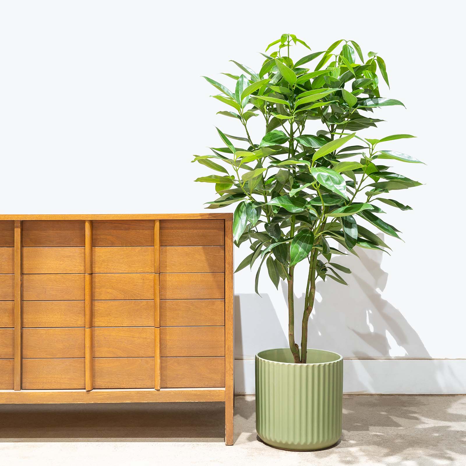Cinnamon Plant | Care Guide and Pro Tips - Delivery from Toronto across Canada - JOMO Studio