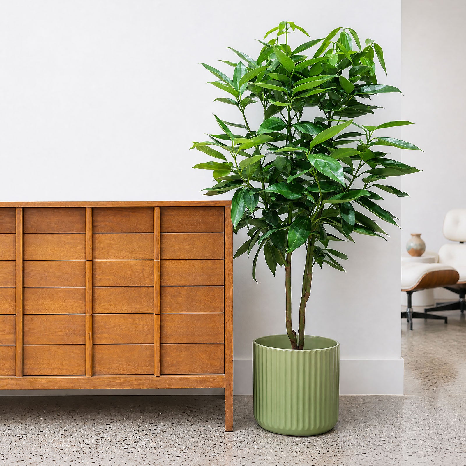 Cinnamon Plant | Care Guide and Pro Tips - Delivery from Toronto across Canada - JOMO Studio
