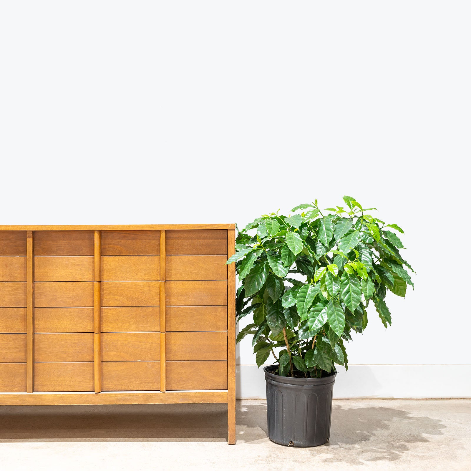 Coffee Plant | Coffea Arabica | Care Guide and Pro Tips - Delivery from Toronto across Canada - JOMO Studio