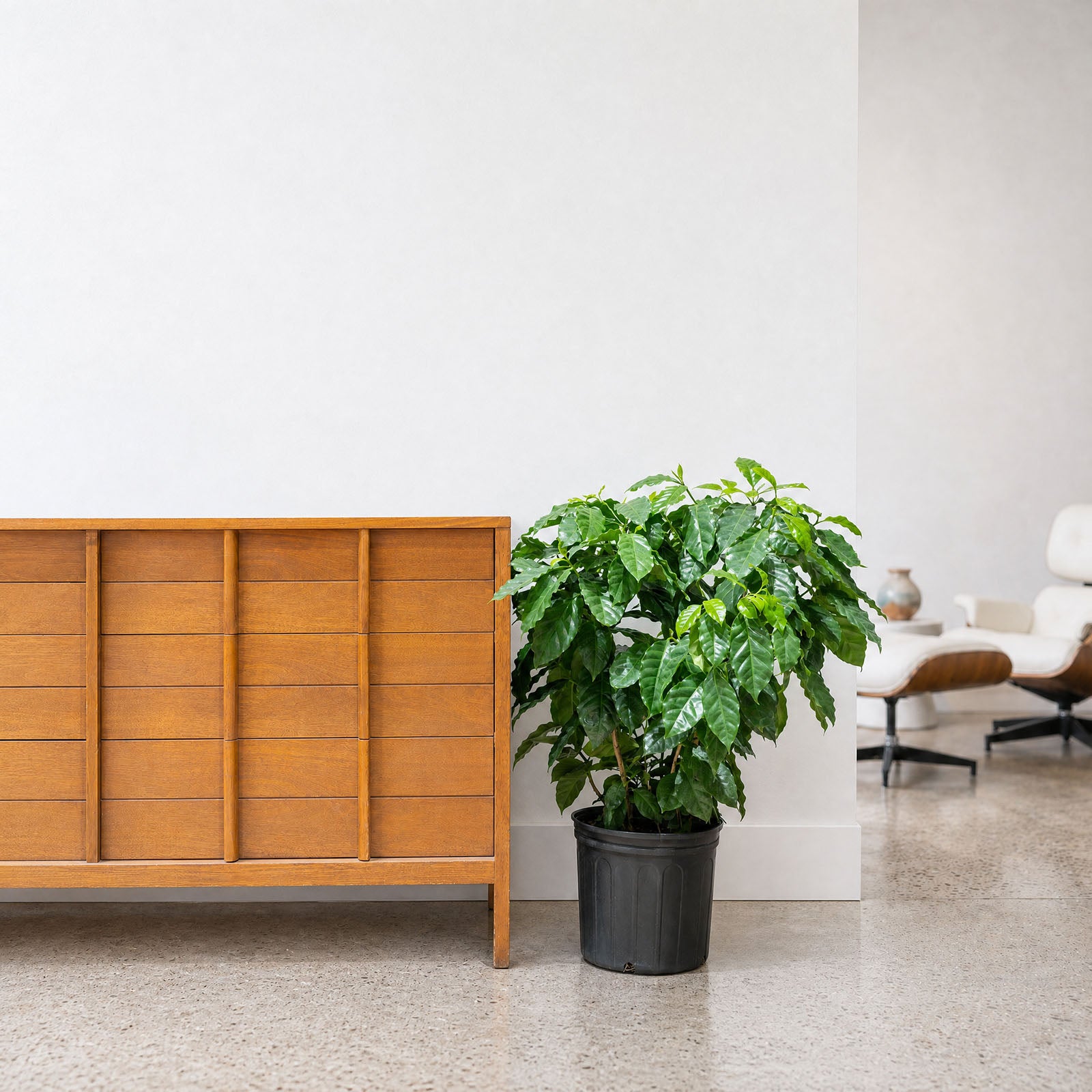 Coffee Plant | Coffea Arabica | Care Guide and Pro Tips - Delivery from Toronto across Canada - JOMO Studio
