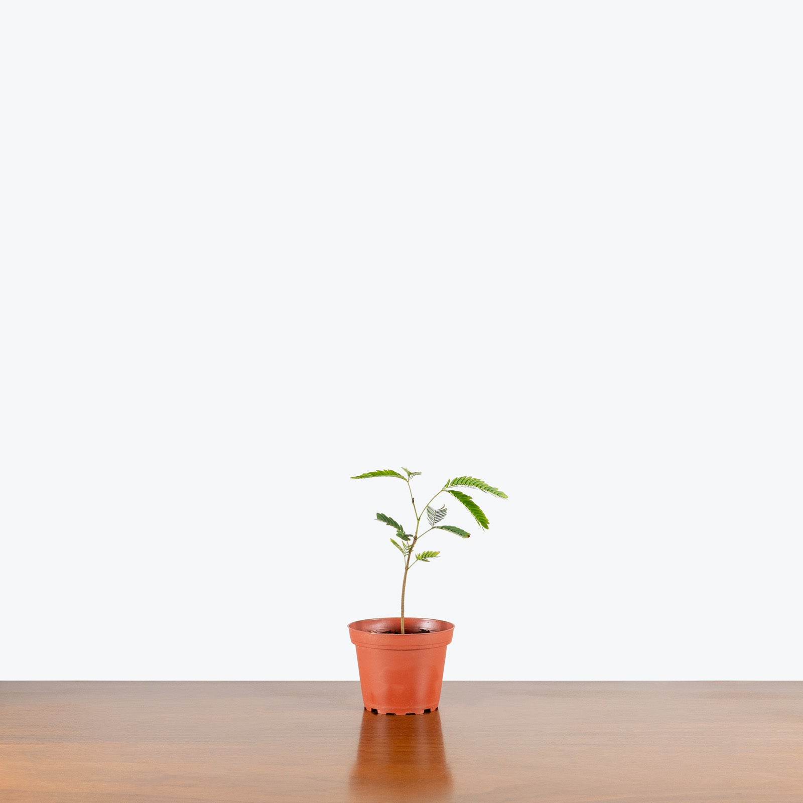 Cojoba Arborea | Care Guide and Pro Tips - Delivery from Toronto across Canada - JOMO Studio