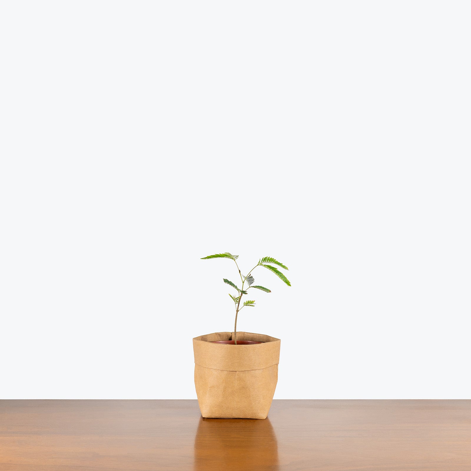 Cojoba Arborea | Care Guide and Pro Tips - Delivery from Toronto across Canada - JOMO Studio