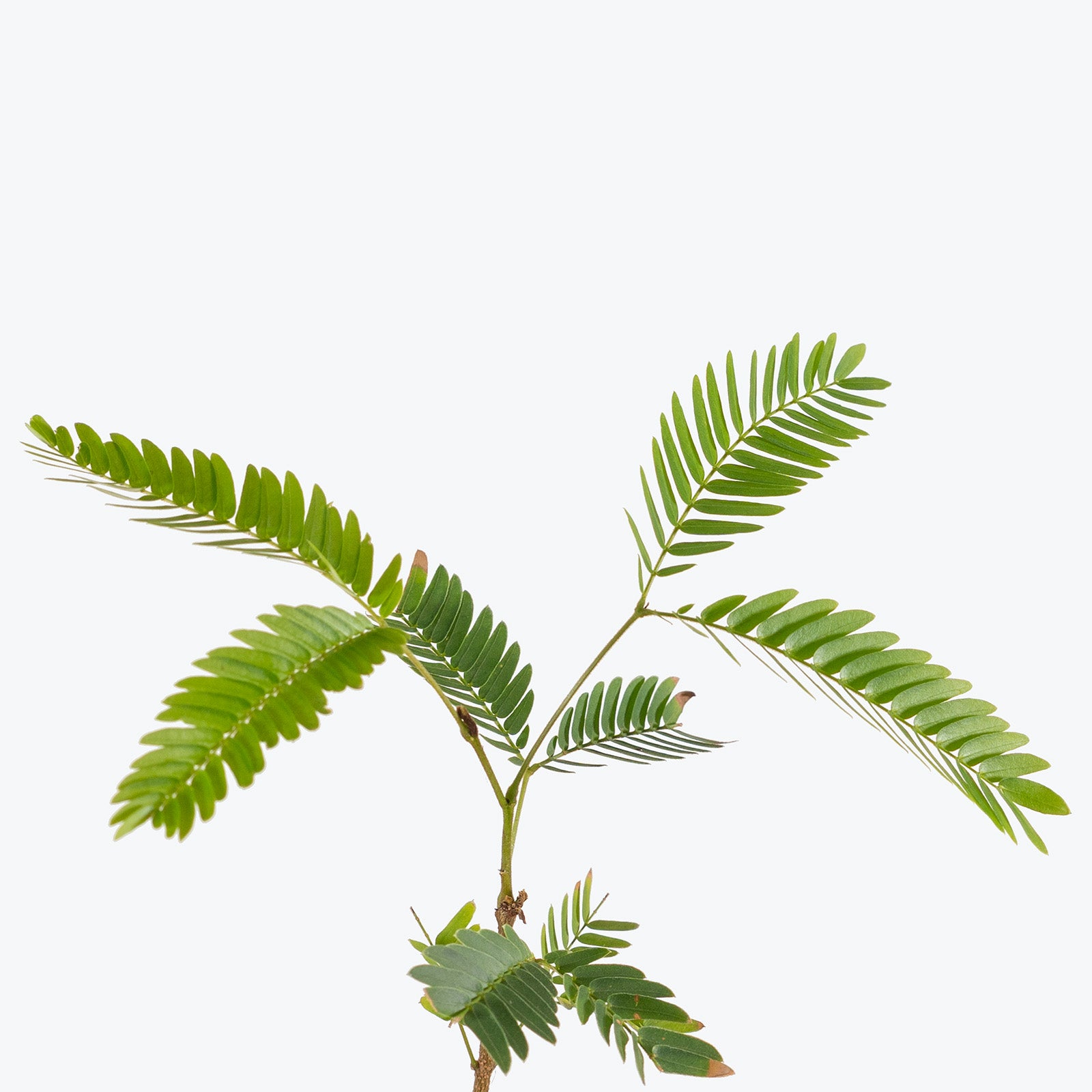 Cojoba Arborea | Care Guide and Pro Tips - Delivery from Toronto across Canada - JOMO Studio