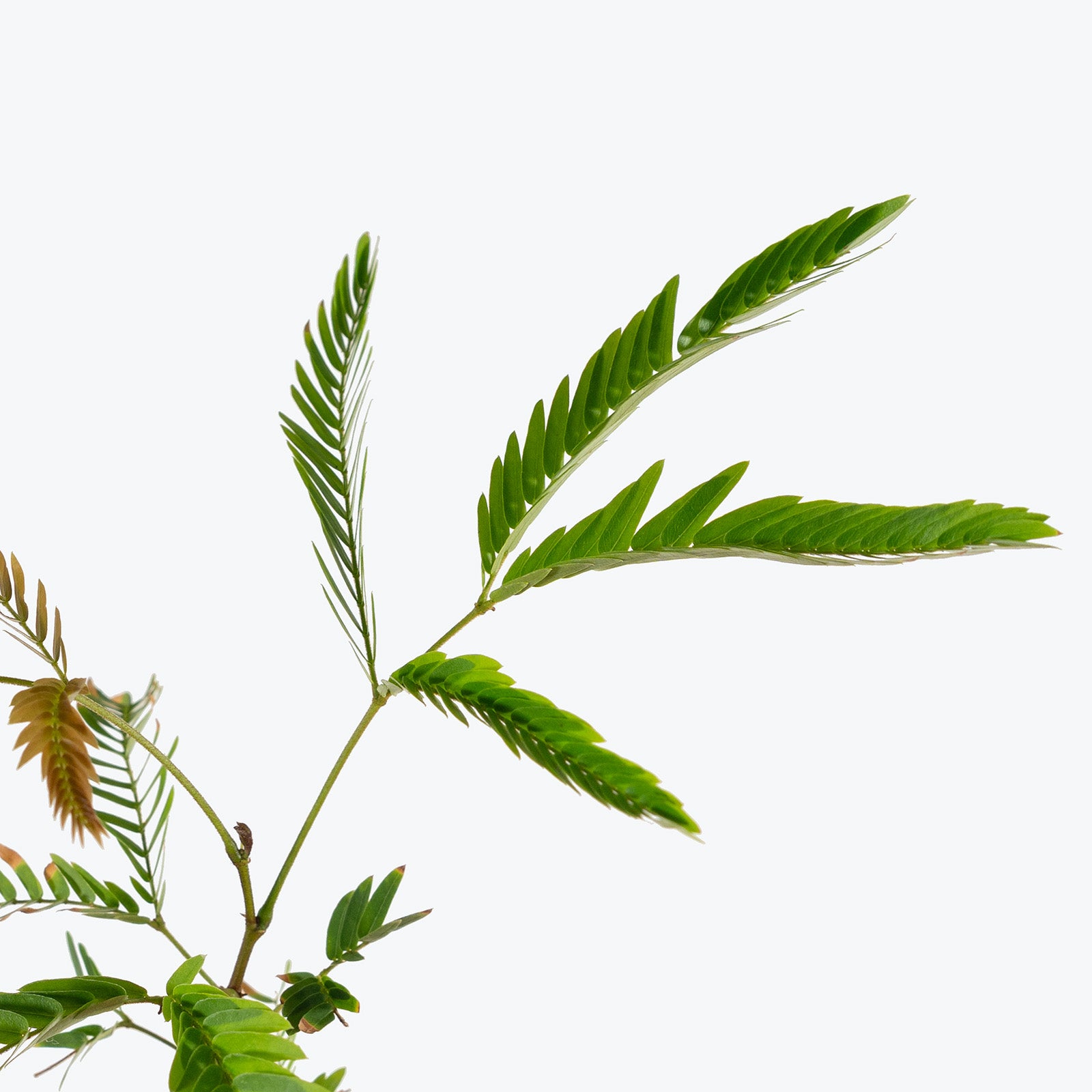 Cojoba Arborea | Care Guide and Pro Tips - Delivery from Toronto across Canada - JOMO Studio