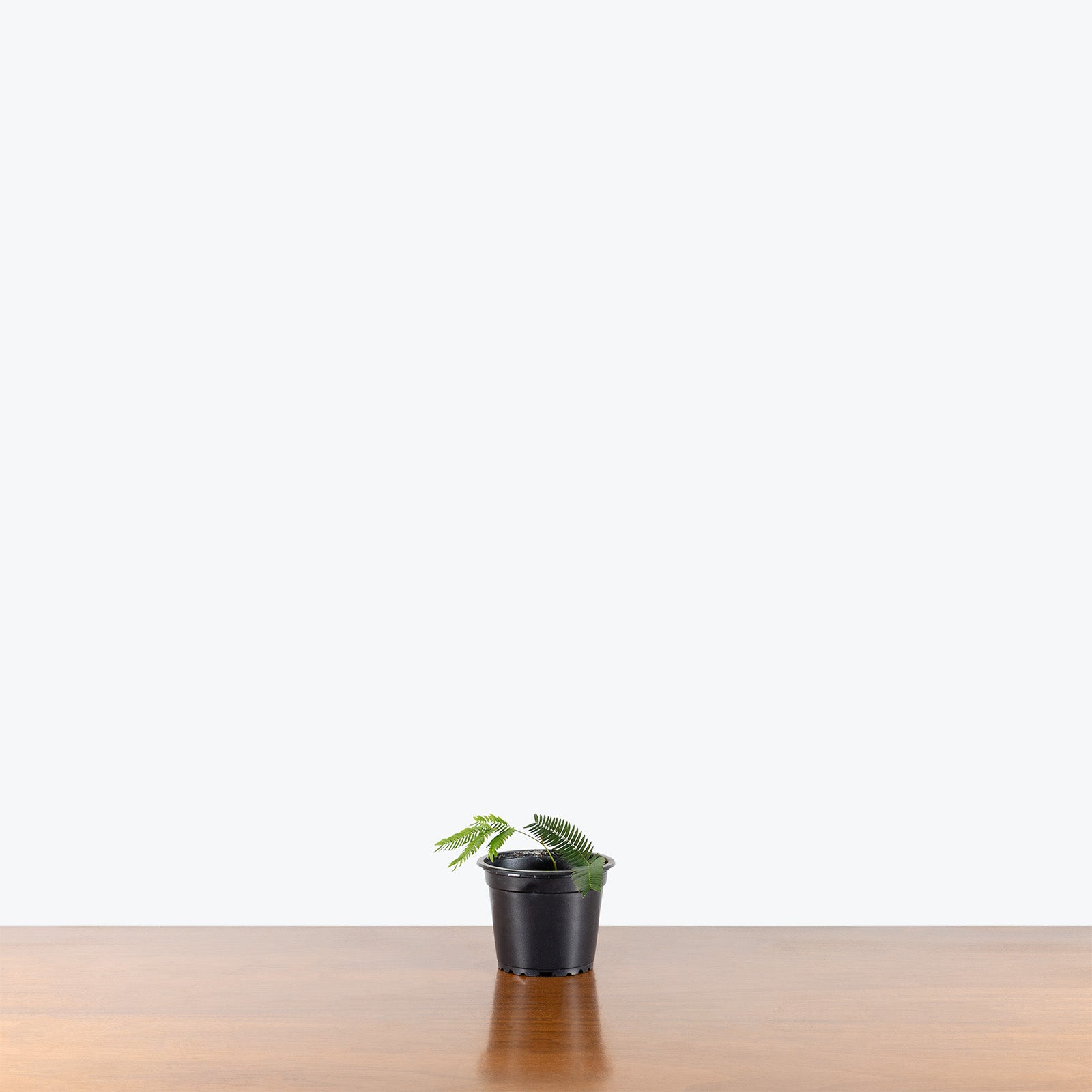 Cojoba Arborea | Care Guide and Pro Tips - Delivery from Toronto across Canada - JOMO Studio