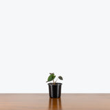 Colocasia Black Runner — 4" Pot (minor blemishes expected)