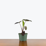 Colocasia Kona Coffee — 6" Pot