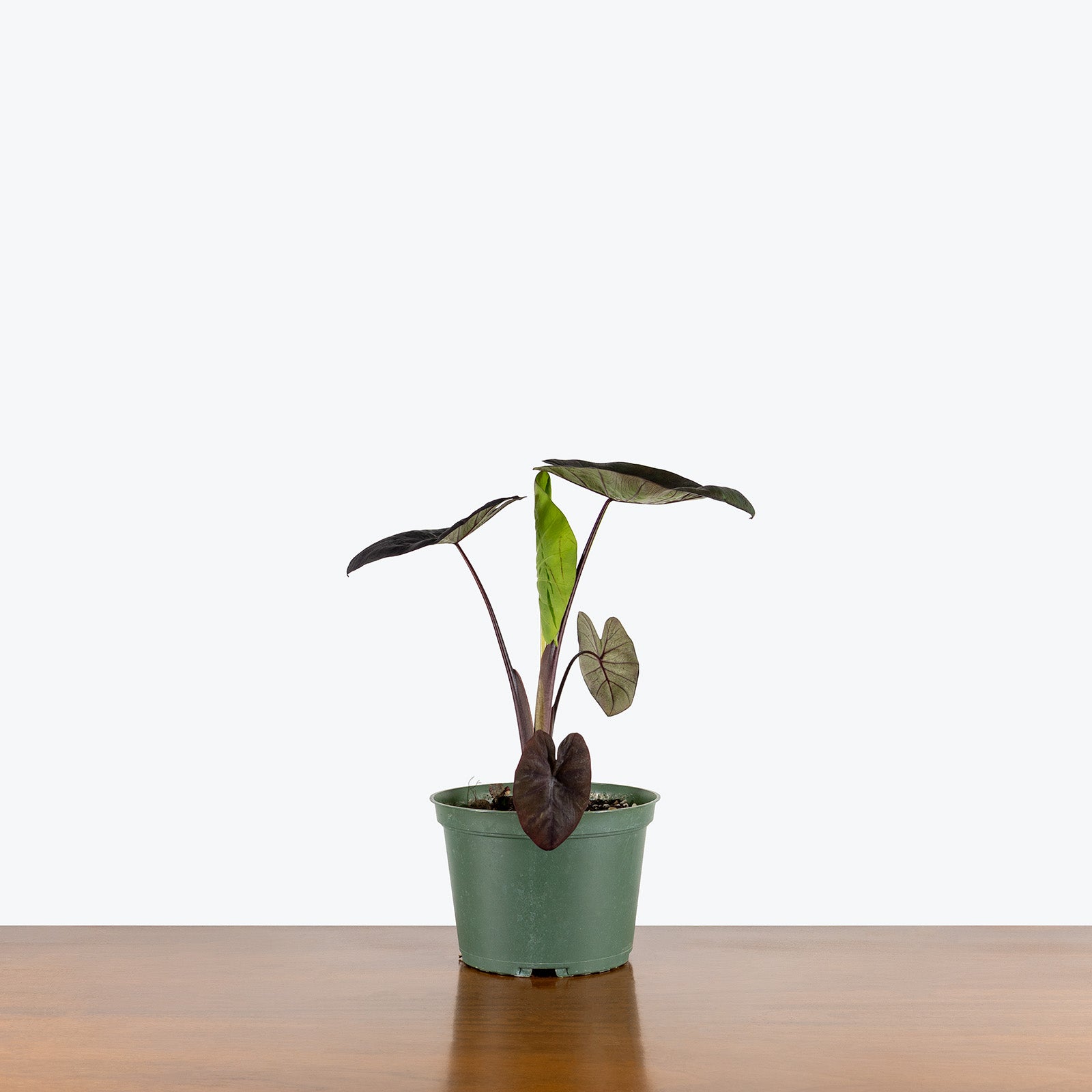 Colocasia Kona Coffee | Care Guide and Pro Tips - Delivery from Toronto across Canada - JOMO Studio