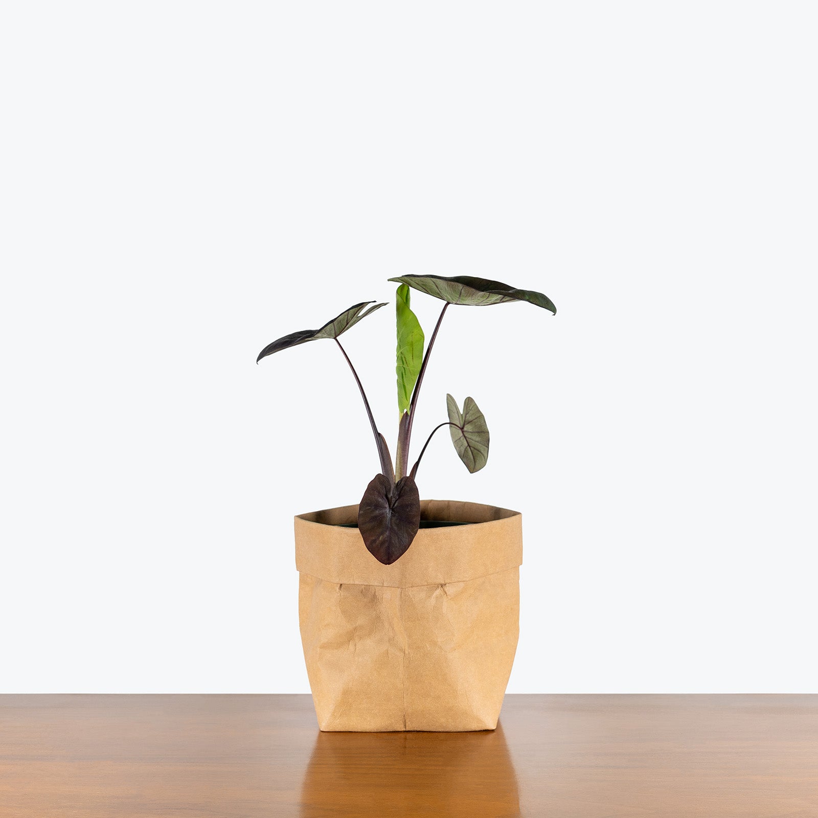Colocasia Kona Coffee | Care Guide and Pro Tips - Delivery from Toronto across Canada - JOMO Studio
