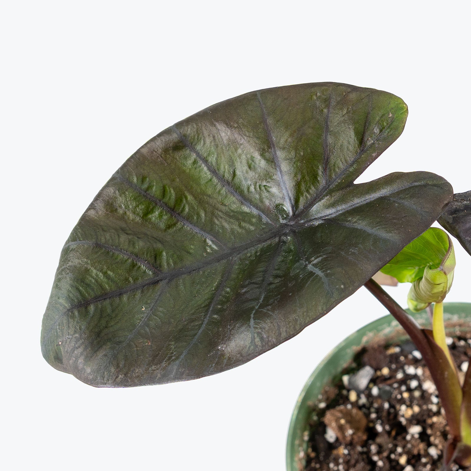 Colocasia Kona Coffee | Care Guide and Pro Tips - Delivery from Toronto across Canada - JOMO Studio