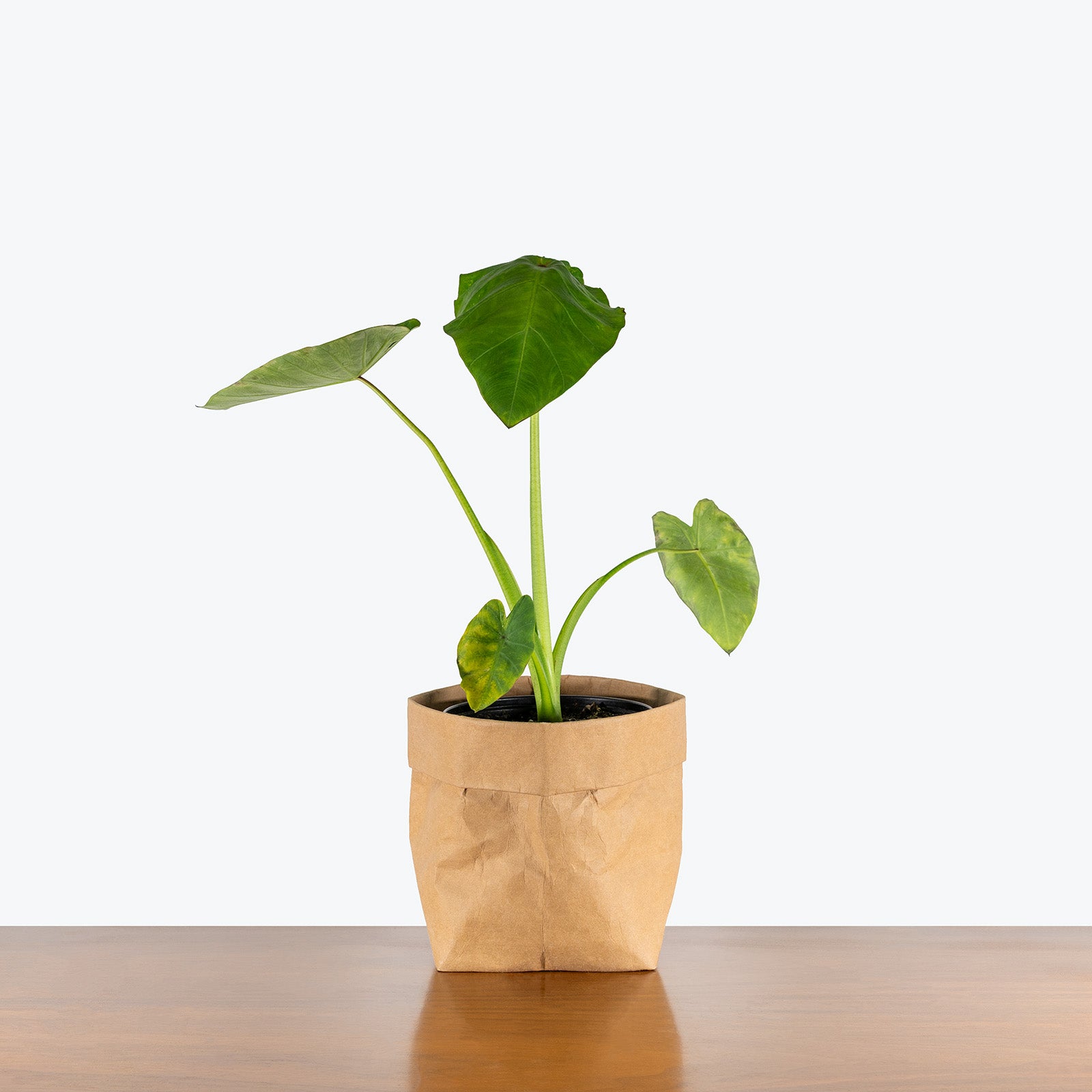 Colocasia Maui Sunrise | Care Guide and Pro Tips - Delivery from Toronto across Canada - JOMO Studio