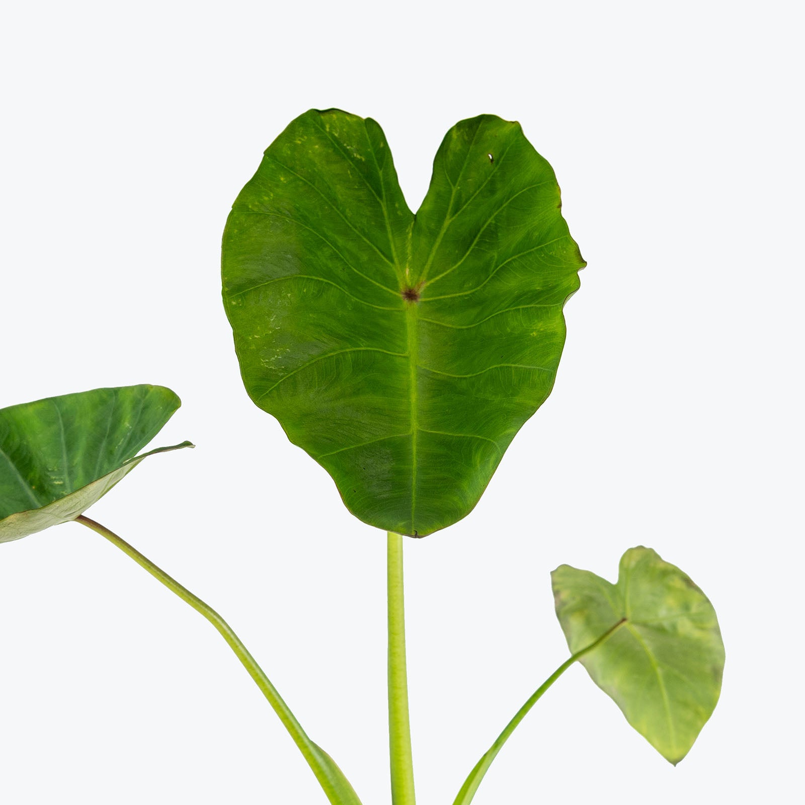 Colocasia Maui Sunrise | Care Guide and Pro Tips - Delivery from Toronto across Canada - JOMO Studio
