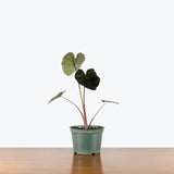 Colocasia Redemption — 6" Pot