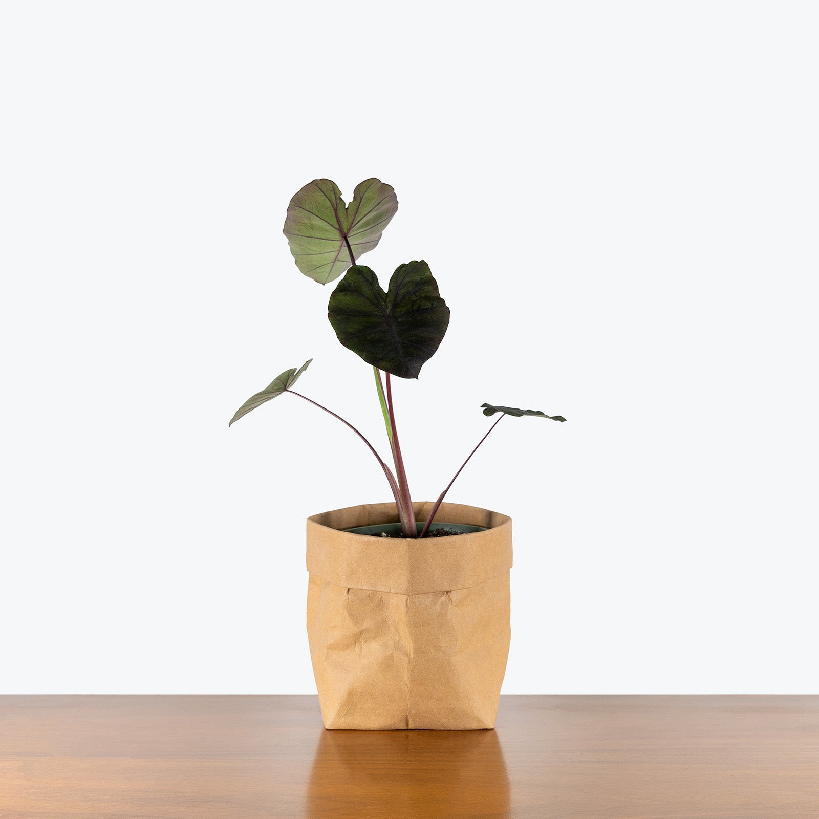 Colocasia Redemption | Care Guide and Pro Tips - Delivery from Toronto across Canada - JOMO Studio