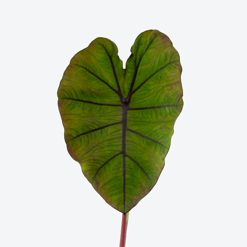 Colocasia Redemption | Care Guide and Pro Tips - Delivery from Toronto across Canada - JOMO Studio