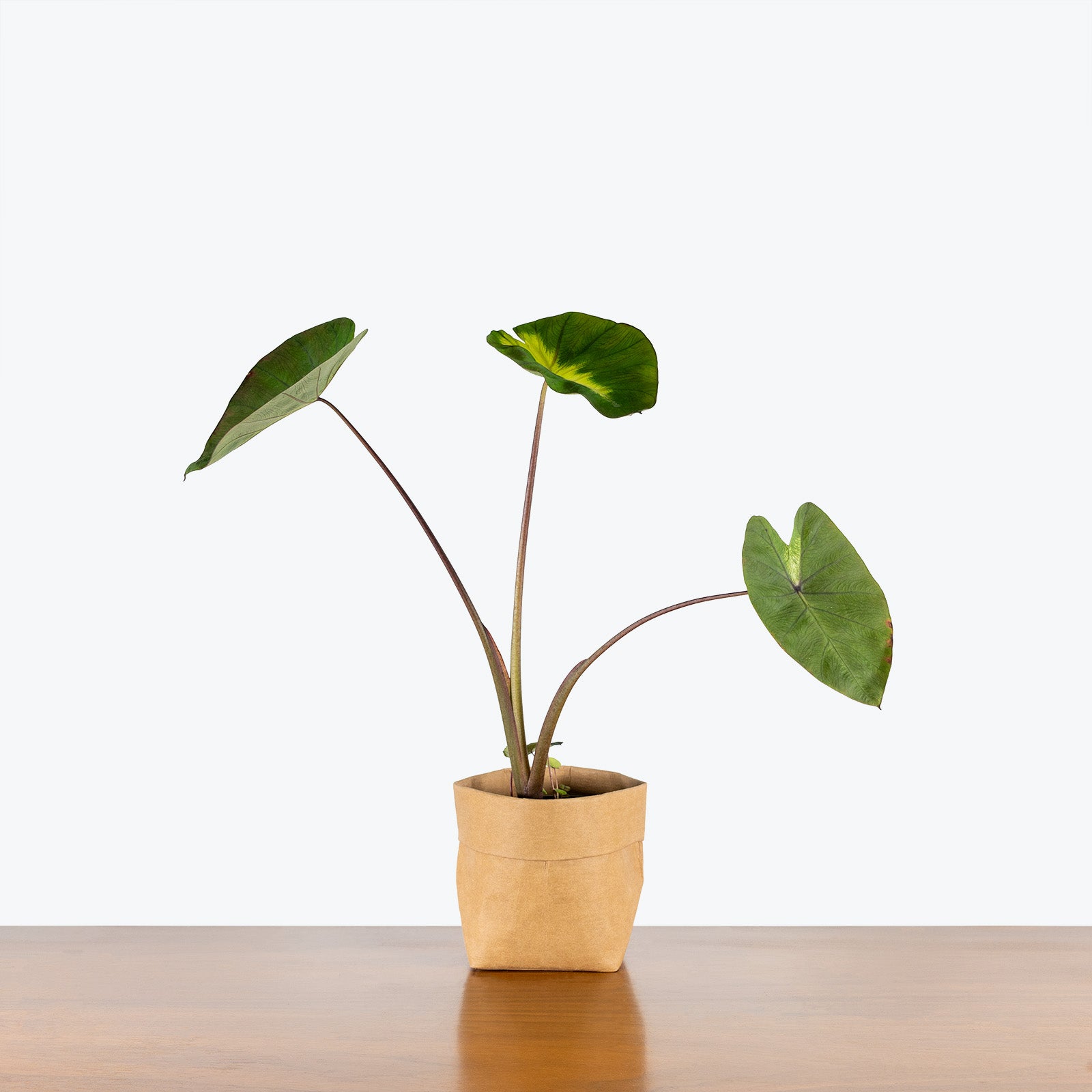 Colocasia Tropical Storm - House Plants Delivery Toronto - JOMO Studio
