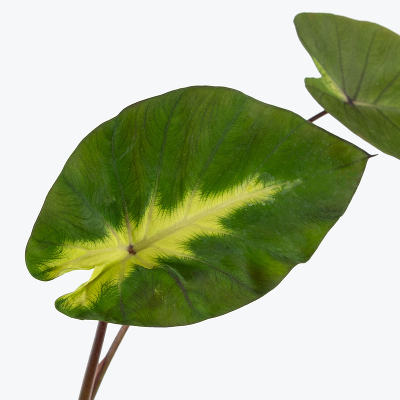 Colocasia Tropical Storm - House Plants Delivery Toronto - JOMO Studio