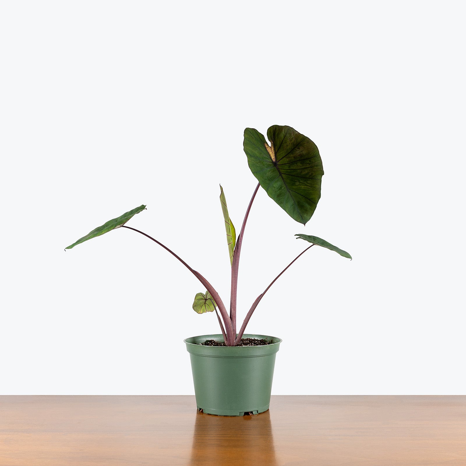 Colocasia Waikiki | Care Guide and Pro Tips - Delivery from Toronto across Canada - JOMO Studio