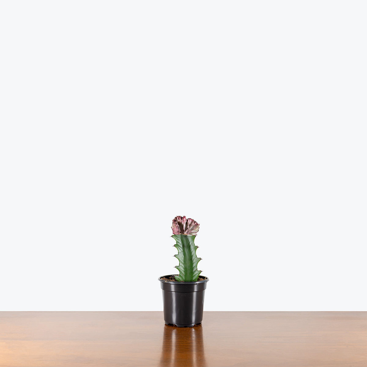 Coral Cactus | Care Guide and Pro Tips - Delivery from Toronto across Canada - JOMO Studio