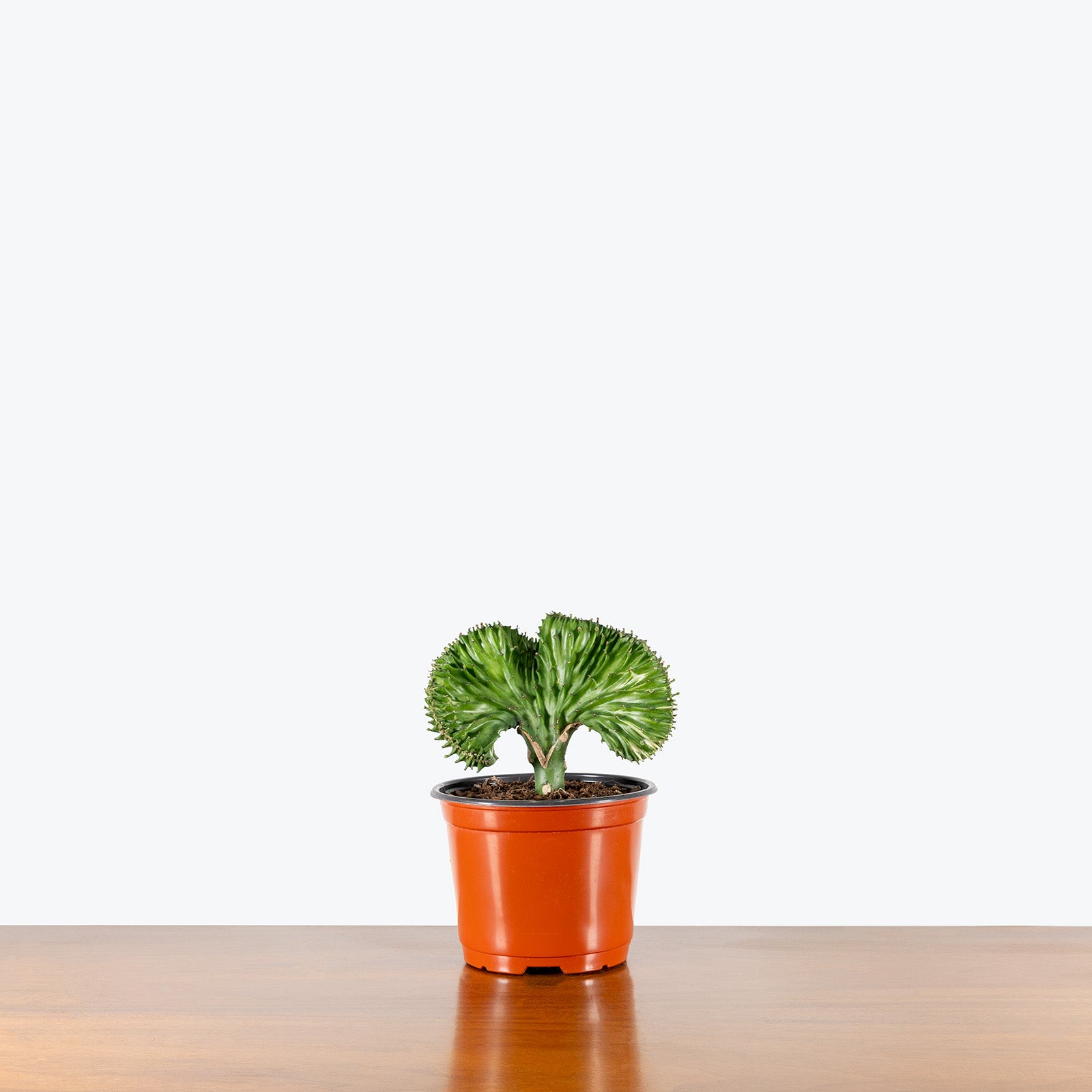 Coral Cactus | Care Guide and Pro Tips - Delivery from Toronto across Canada - JOMO Studio