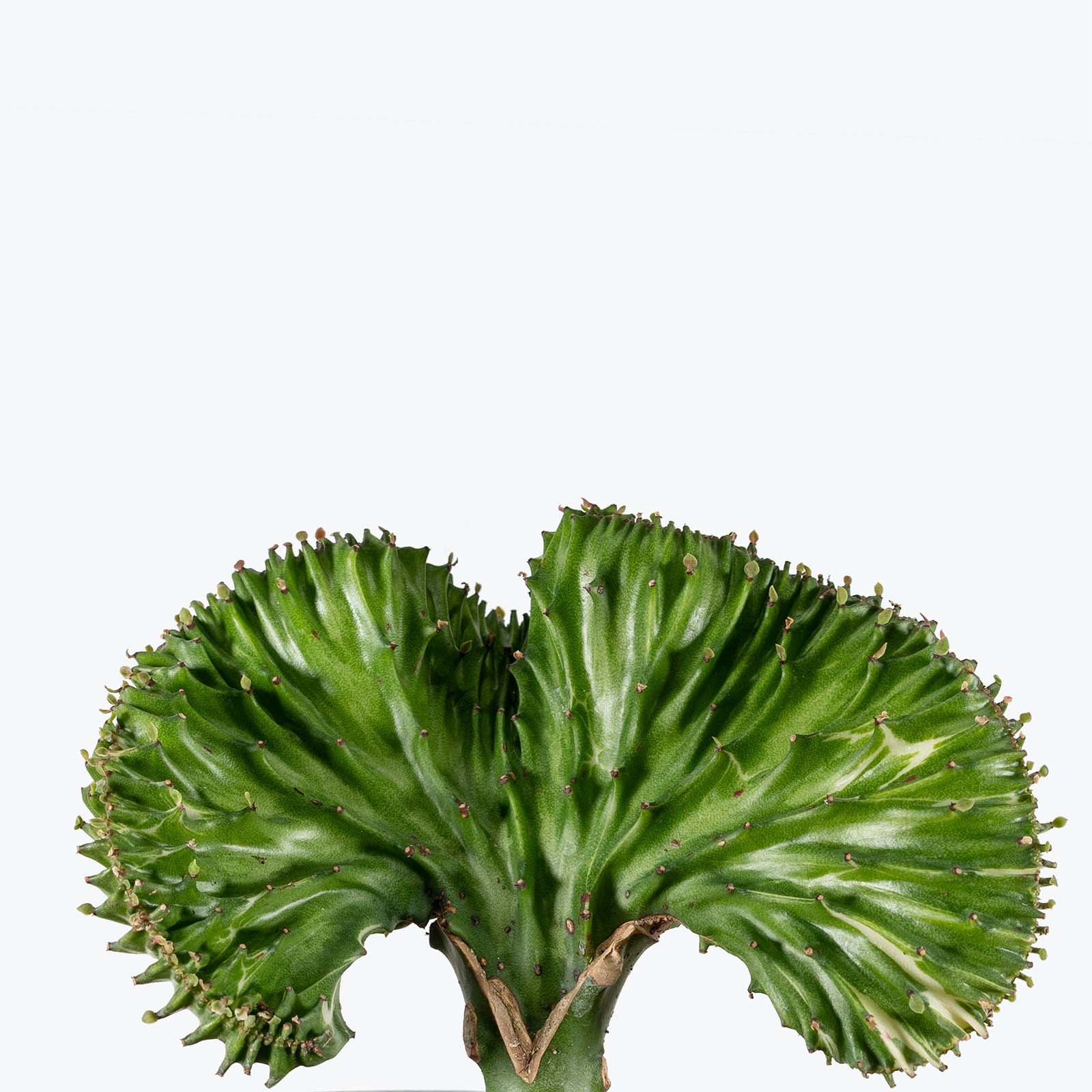 Coral Cactus | Care Guide and Pro Tips - Delivery from Toronto across Canada - JOMO Studio