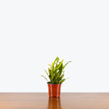 Croton Banana — 4" Pot (larger than picture)
