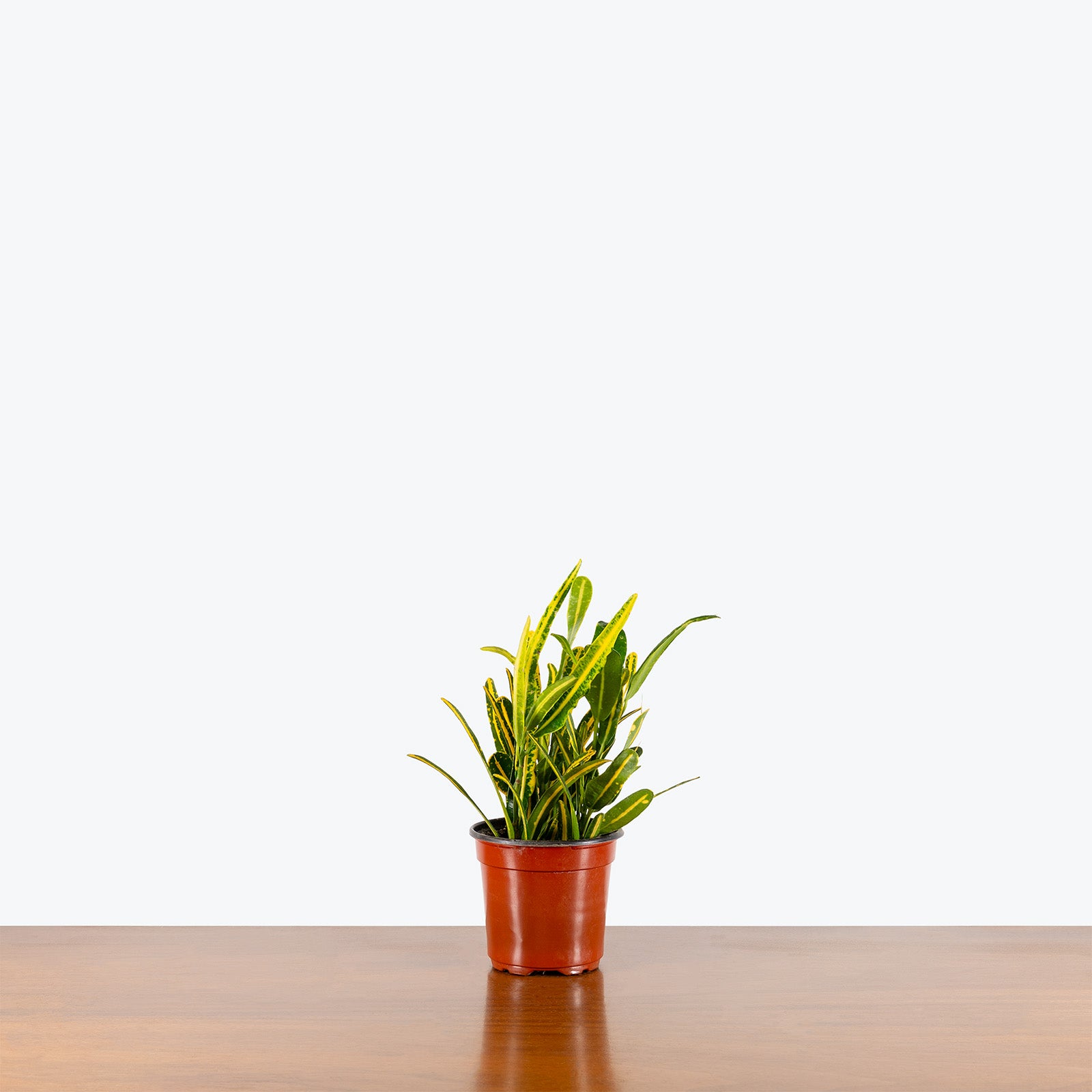 Croton Banana | Care Guide and Pro Tips - Delivery from Toronto across Canada - JOMO Studio