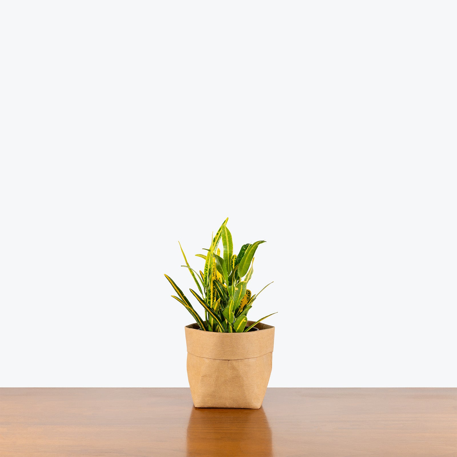 Croton Banana | Care Guide and Pro Tips - Delivery from Toronto across Canada - JOMO Studio
