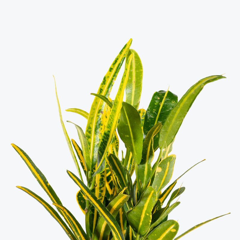 Croton Banana | Care Guide and Pro Tips - Delivery from Toronto across Canada - JOMO Studio