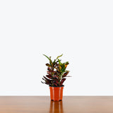 Croton Batik — 4" Pot