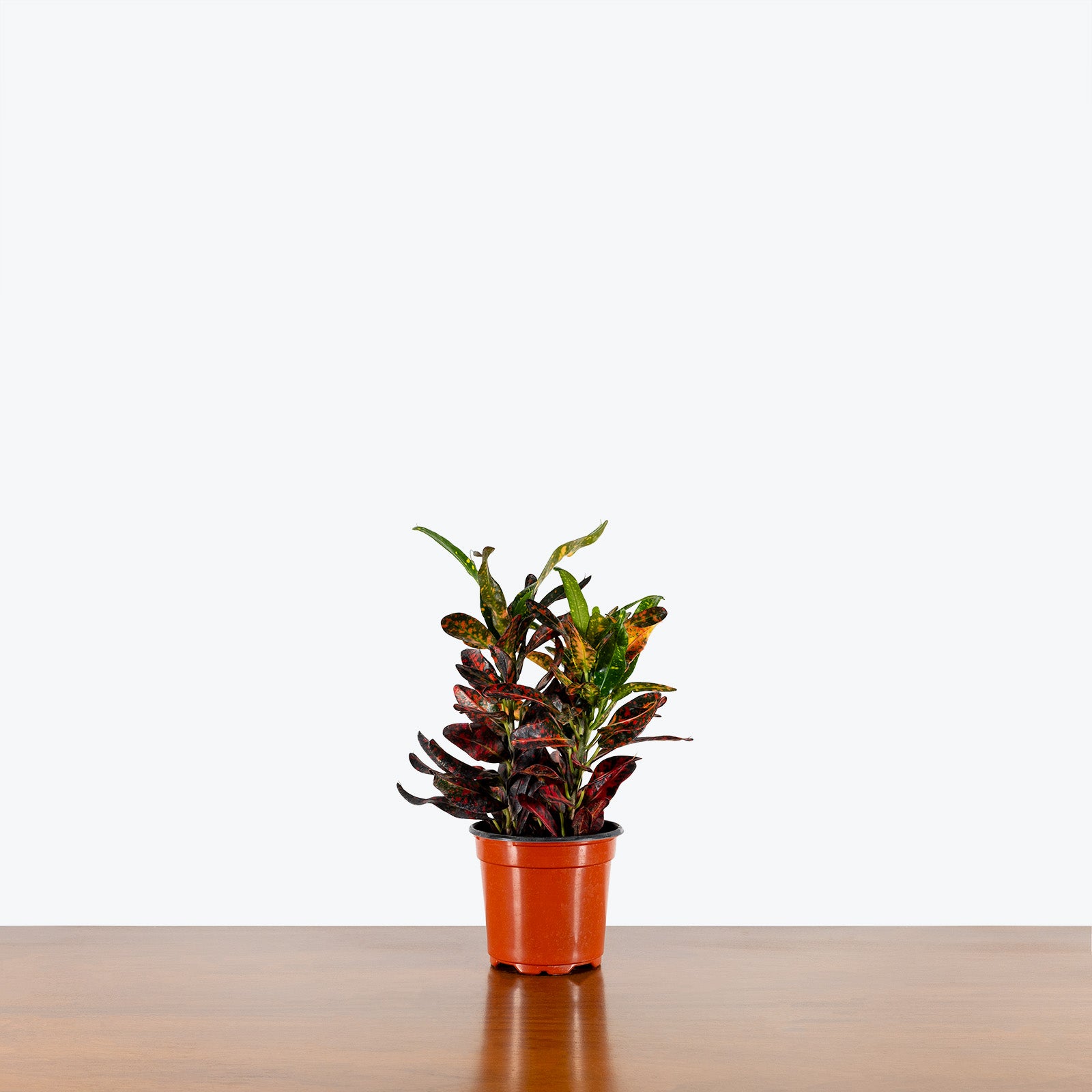 Croton Batik - House Plants Delivery Toronto - JOMO Studio