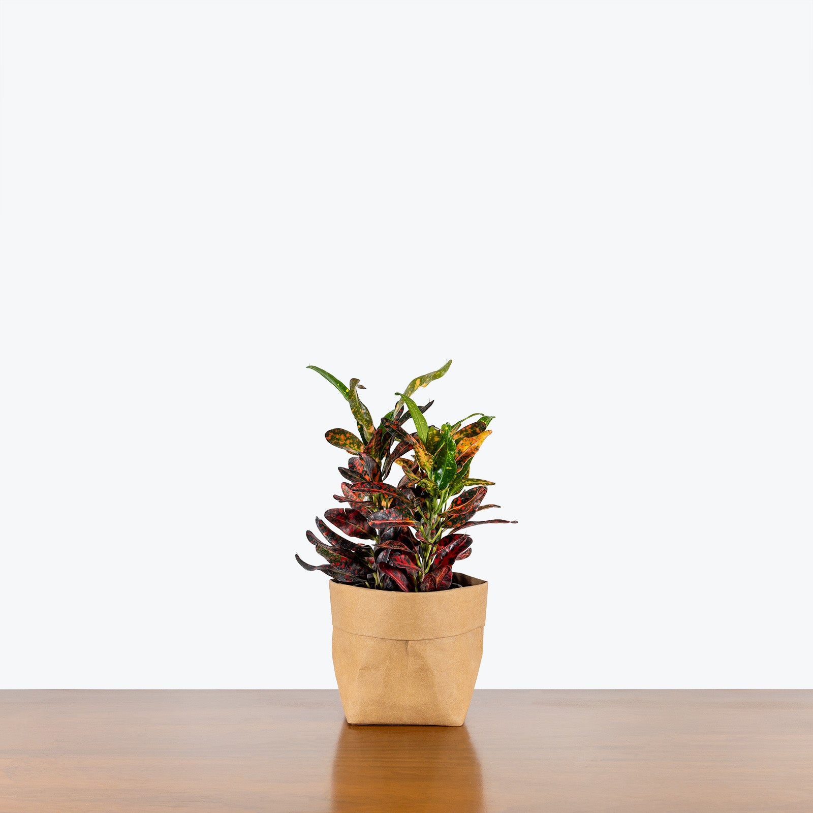 Croton Batik - House Plants Delivery Toronto - JOMO Studio