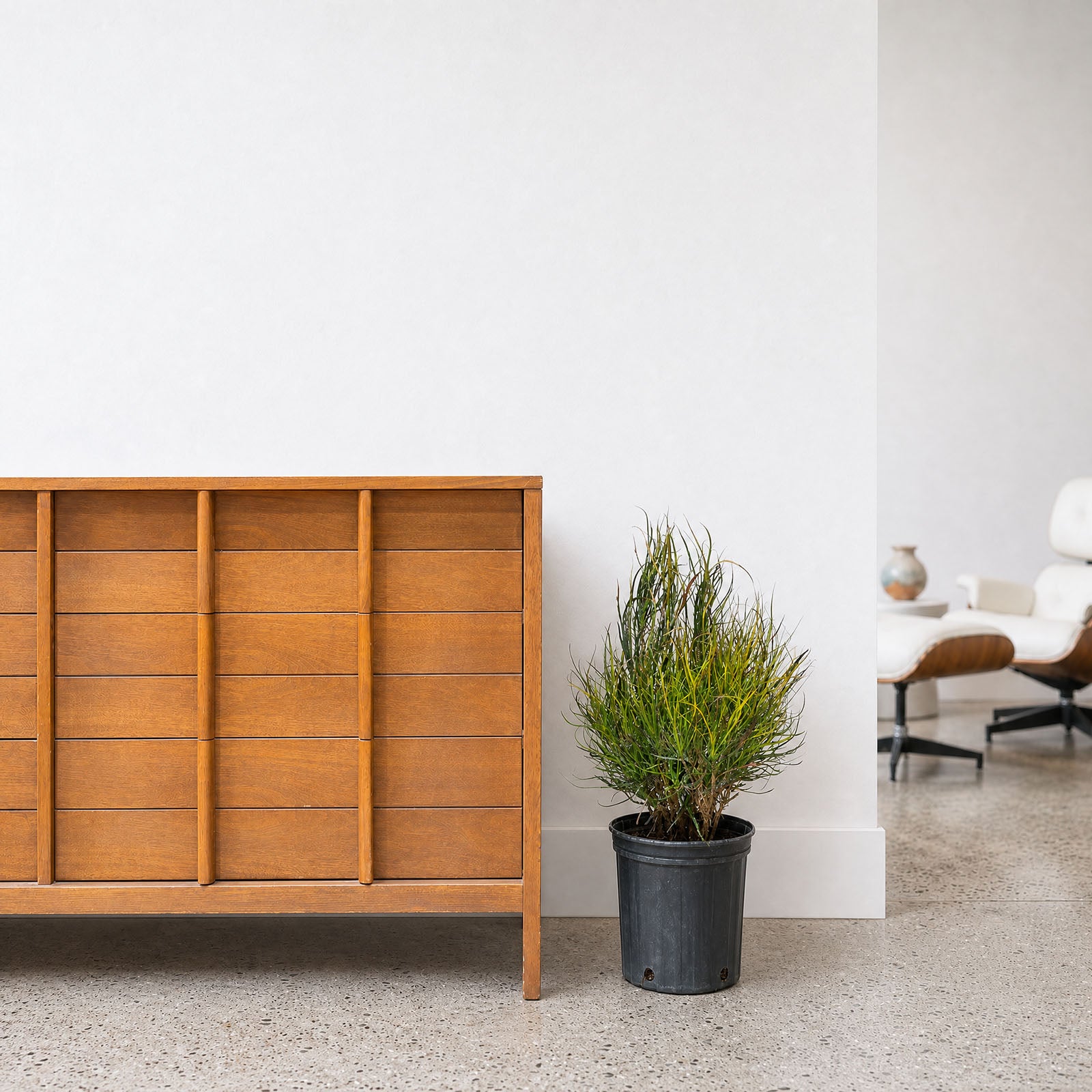 Croton Picasso's Paintbrush - House Plants Delivery Toronto - JOMO Studio