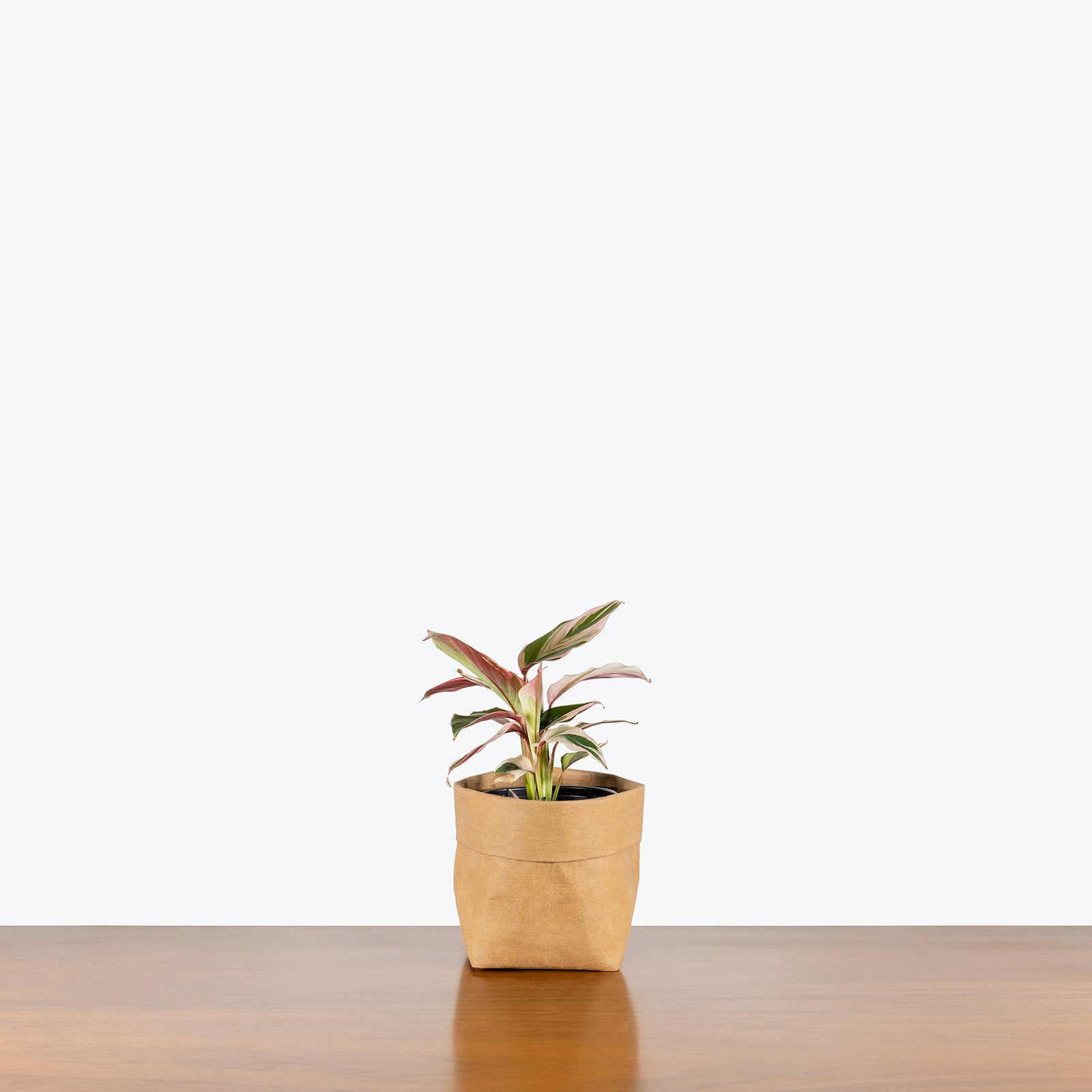 Ctenanthe Oppenheimiana Tricolor | Care Guide and Pro Tips - Delivery from Toronto across Canada - JOMO Studio