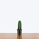 Cuddly Cactus — 4" Pot