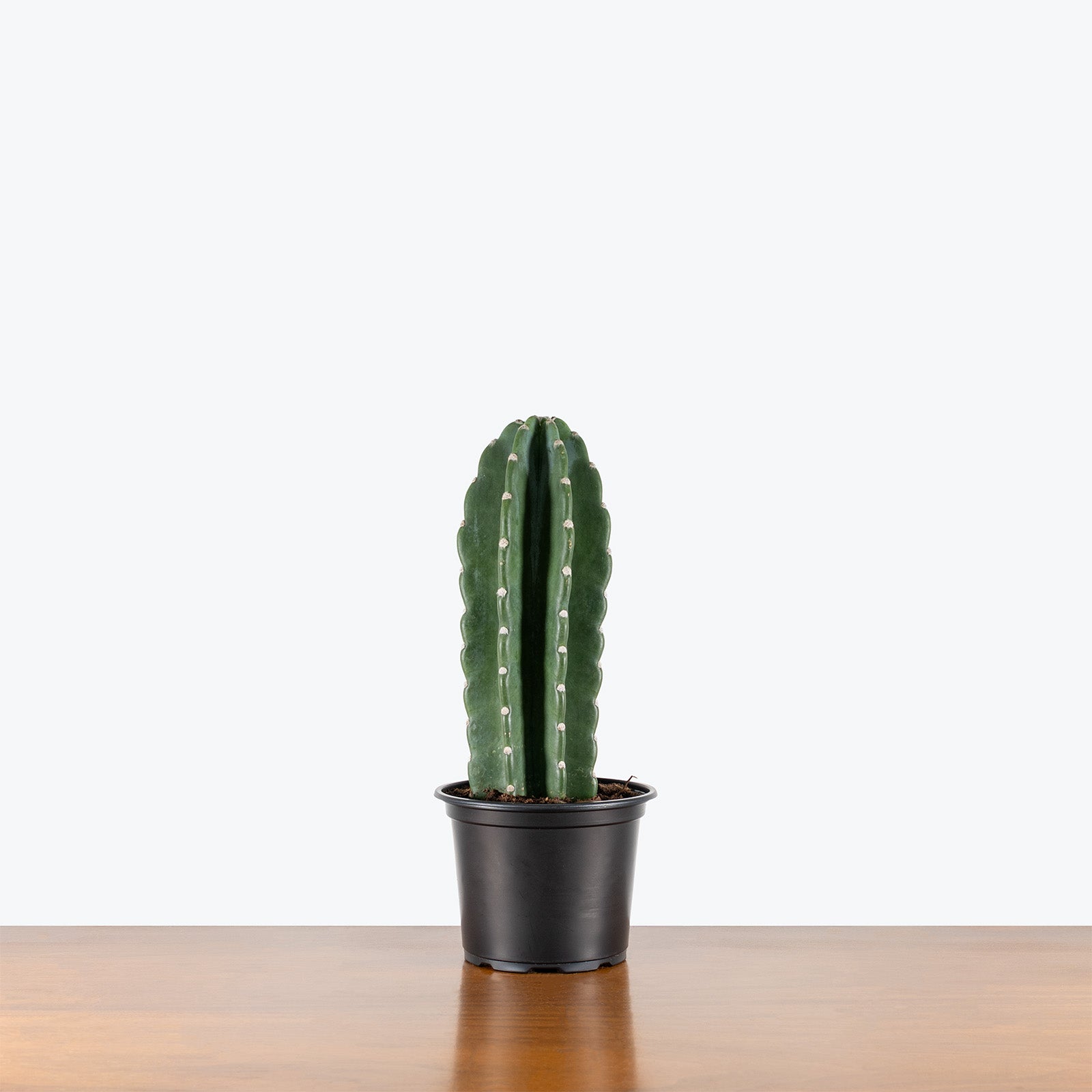 Cuddly Cactus | Cereus Jamacaru | Care Guide and Pro Tips - Delivery from Toronto across Canada - JOMO Studio