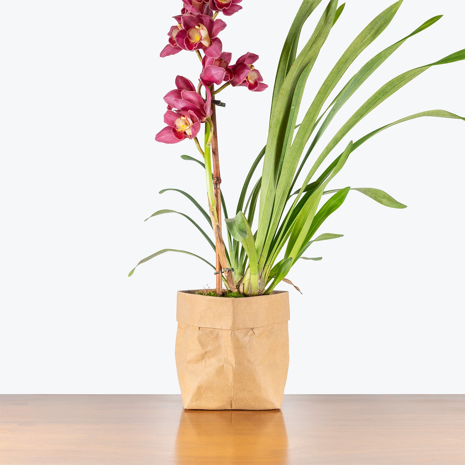 Cymbidium Orchid | Care Guide and Pro Tips - Delivery from Toronto across Canada - JOMO Studio