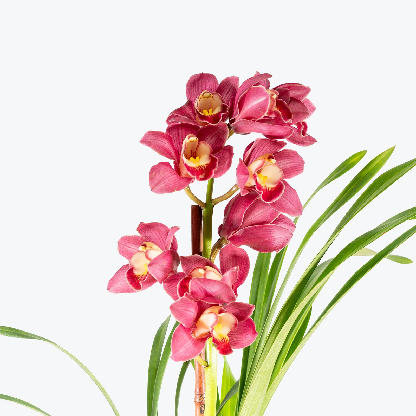 Cymbidium Orchid | Care Guide and Pro Tips - Delivery from Toronto across Canada - JOMO Studio
